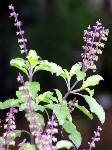 Holy Basil / Tulsi