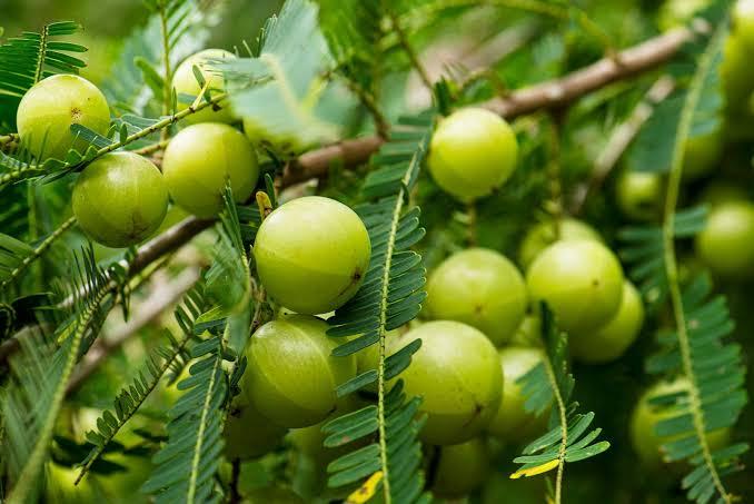 Indian Gooseberry