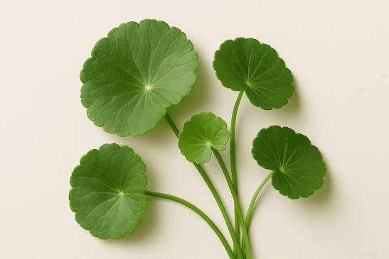 Gotu Kola